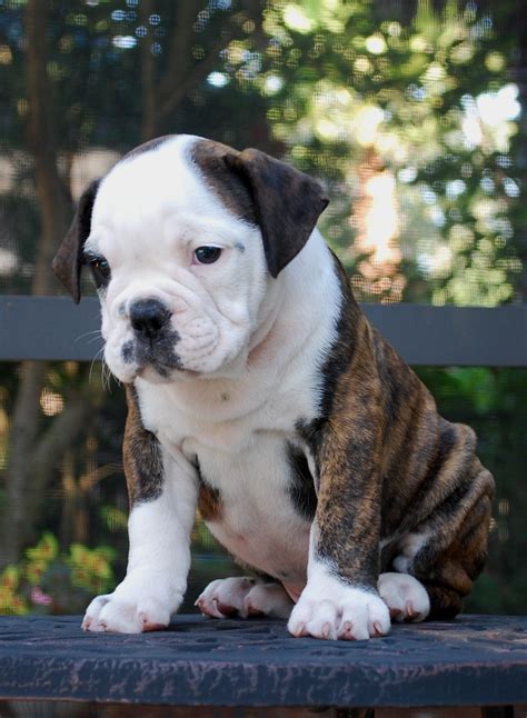 hermes bulldogge puppies|hermes olde english bulldogge.